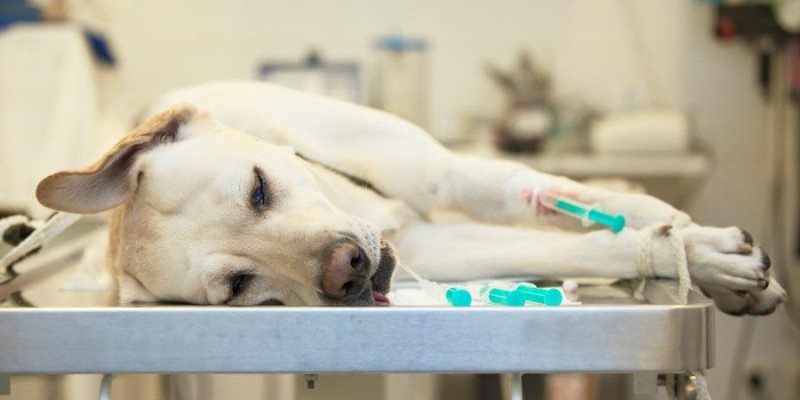 Операция у собак на кишечнике в ветеринарном кабинете Айболит