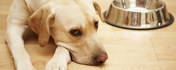 Як дізнатися, що у собаки болить живіт?