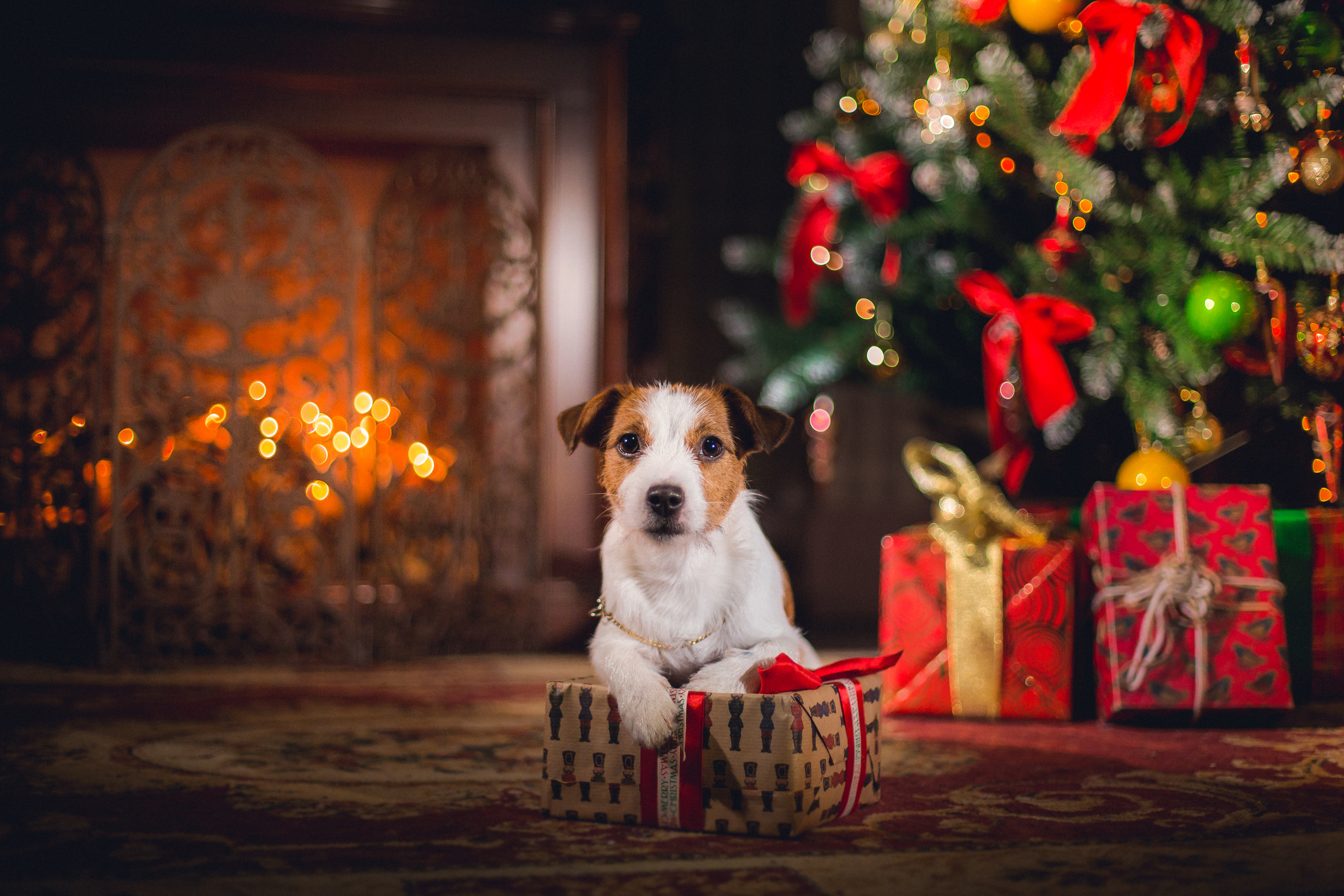 Looking for christmas. Джек Рассел. Новогодняя собака. Щенок новый год. Собака под елкой.