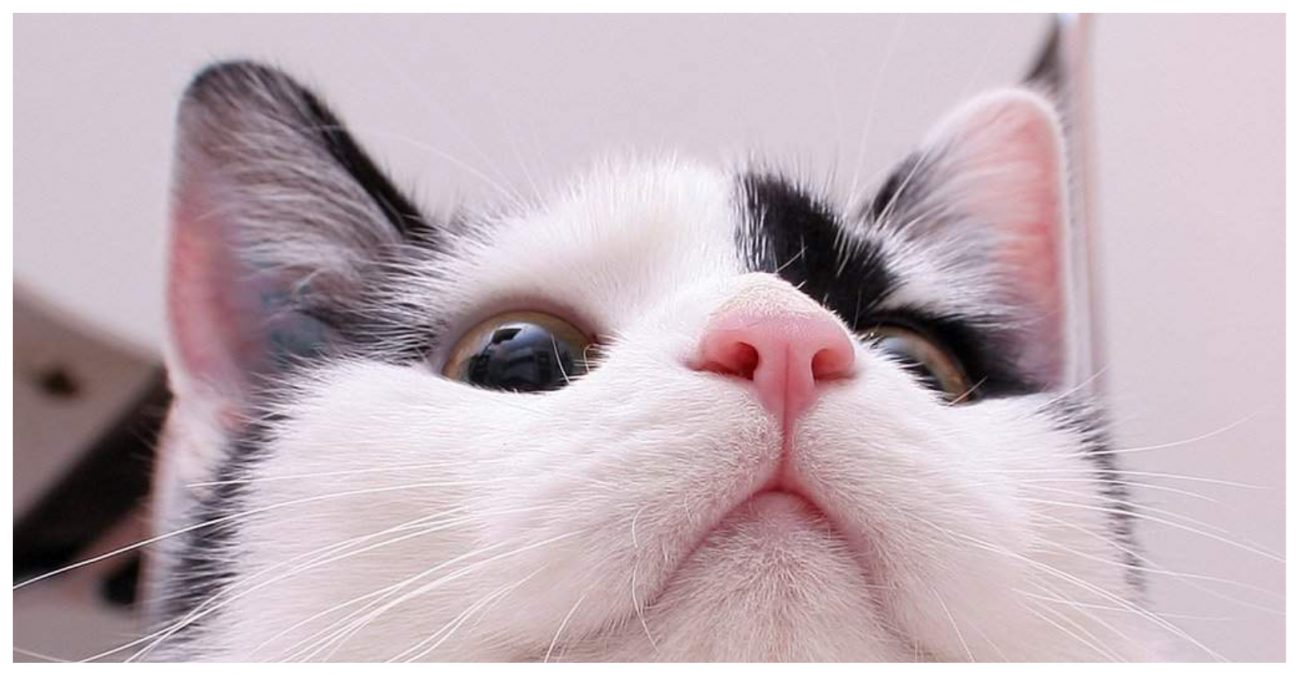 Почему нос у кошки стал сухим
